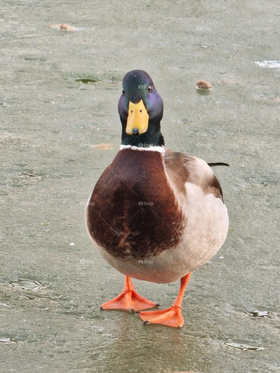 wild duck