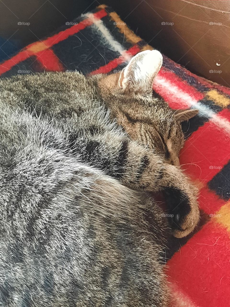 cat'astrophy - sleeping tabby