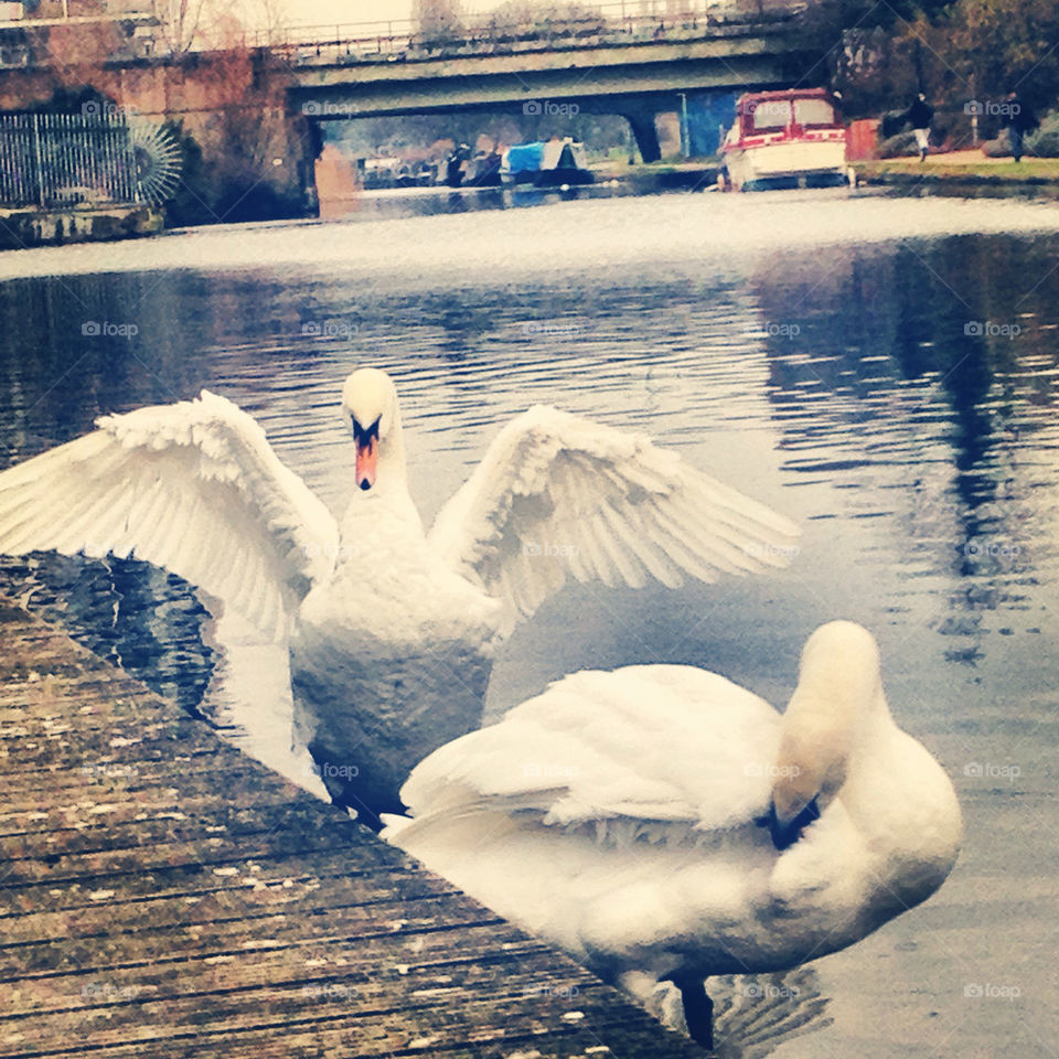 nature canal swans by parklaneone