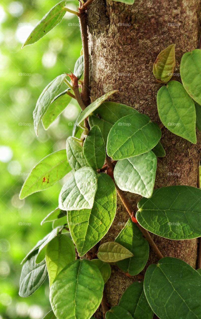 Beautiful tree ivy in the sunlight.
