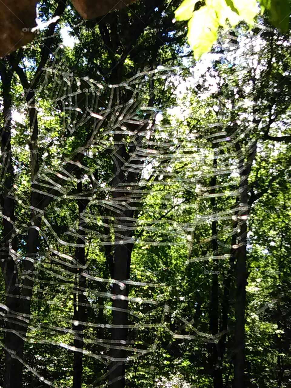 a unique view of a spiders web