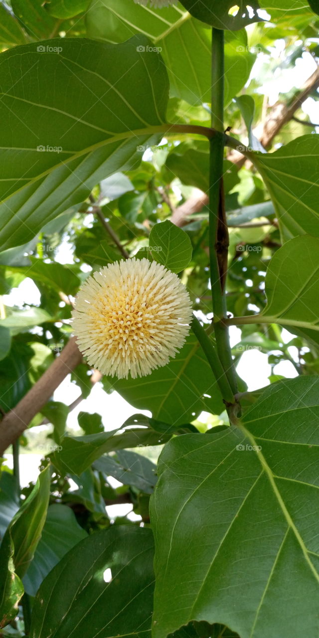 Neolamarckia cadamba