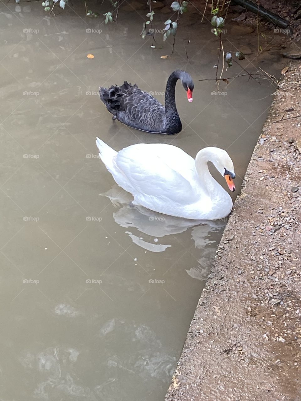 Black and White 🛶