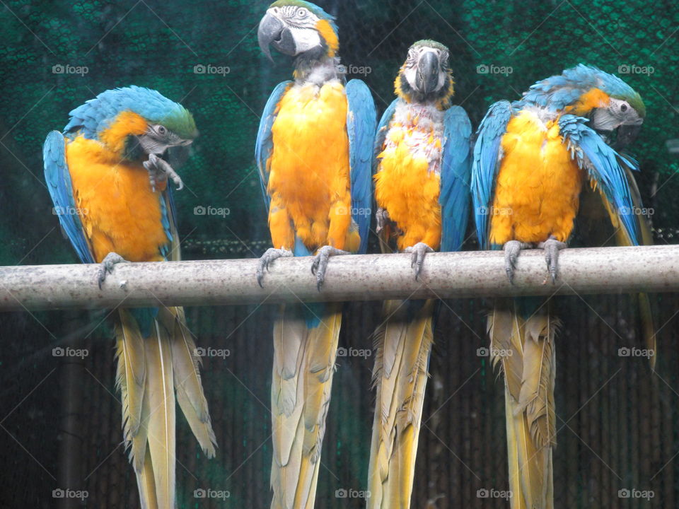 Colour full birds