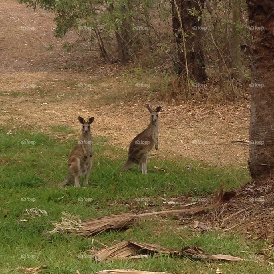 Kangaroos