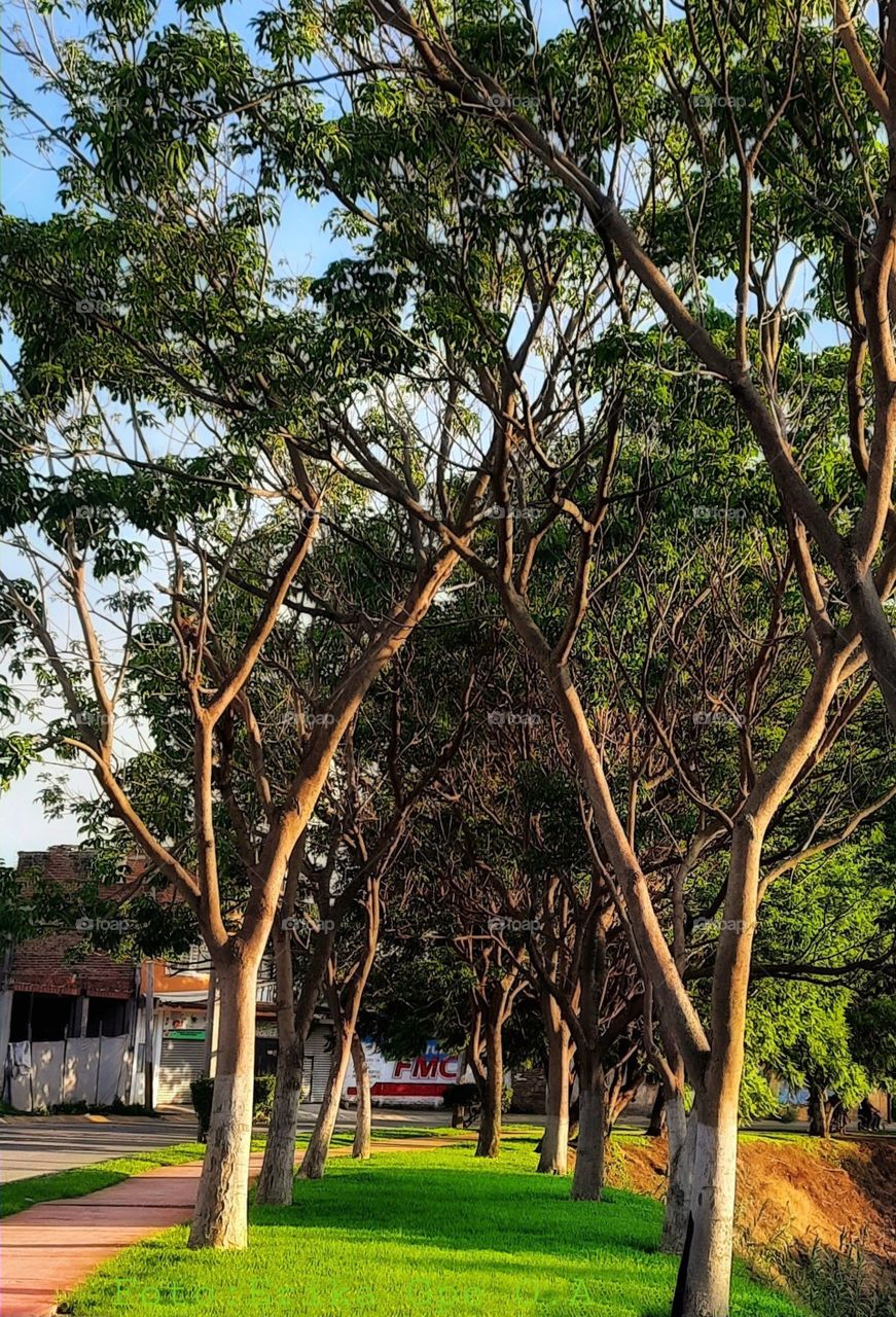 Spring  in the park, spring,summer,park,landscape, summer,sunset,floral,season,foliage,green, trees