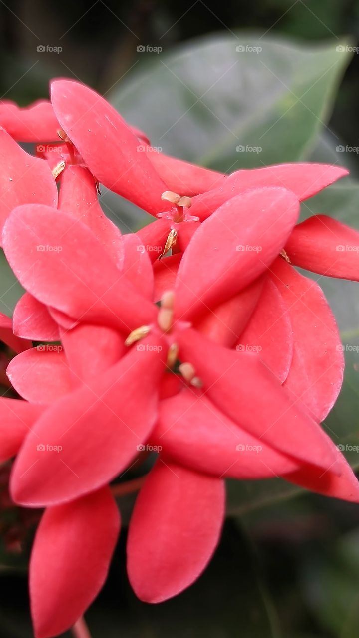 Reddish flower