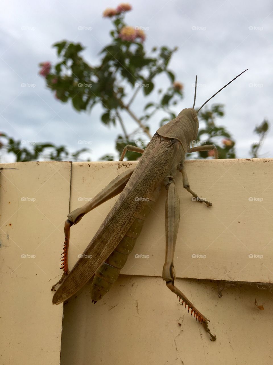 Large grasshopper climbing a fence closeup