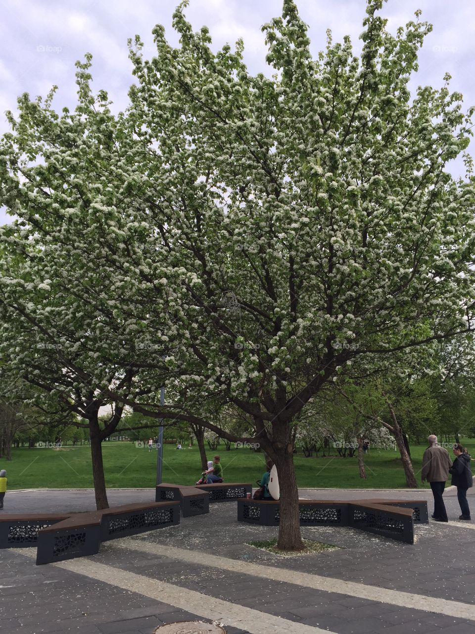 Apple tree. Apple tree 