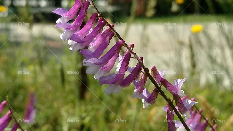 Flower, Nature, No Person, Outdoors, Summer