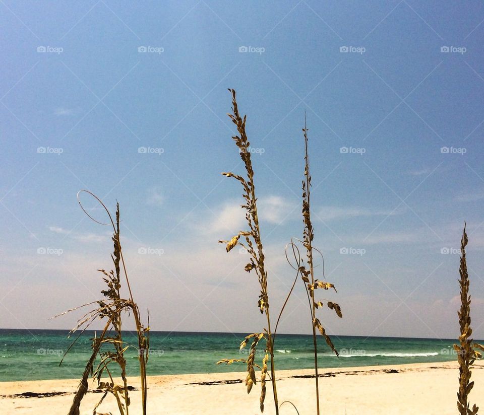  Sea oats by the ocean