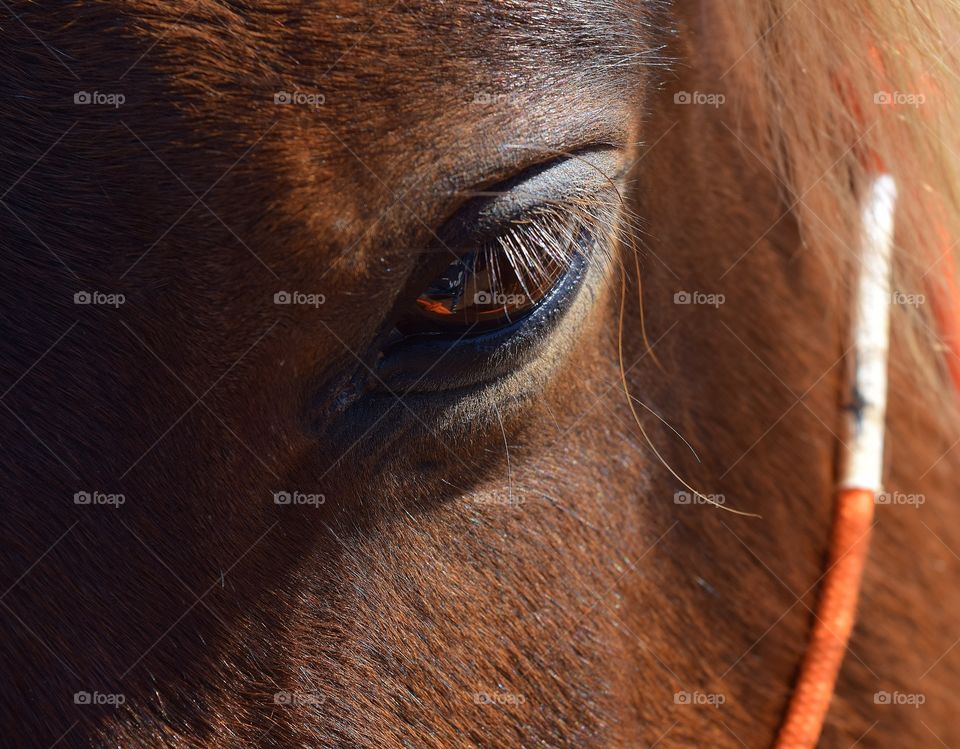 Horse face close-up