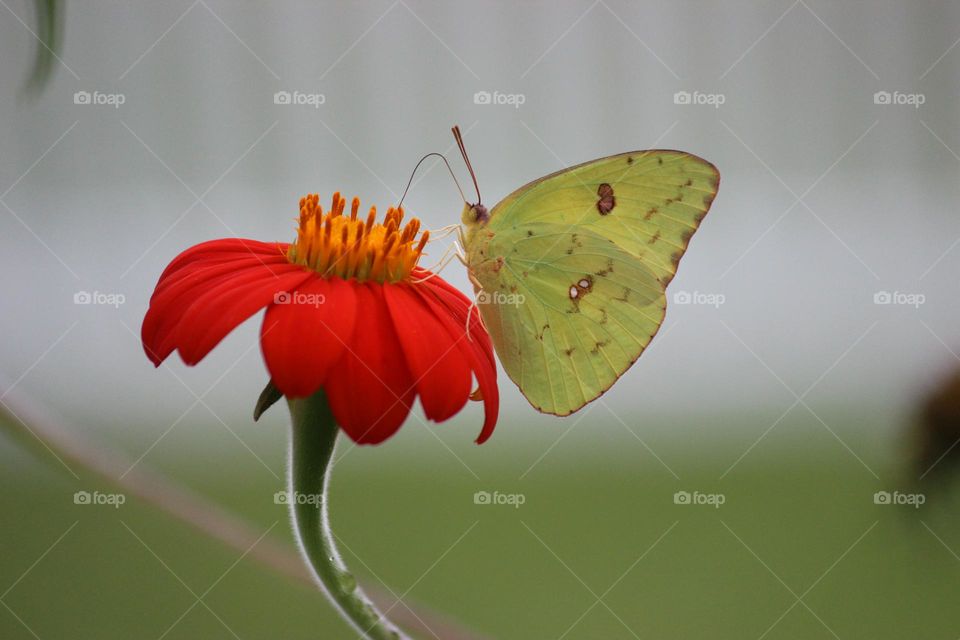 Cloudless Sulphur butterfly 
