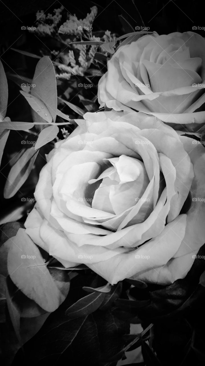 rose in blackandwhite
