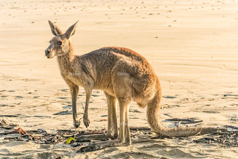 Kangaroo