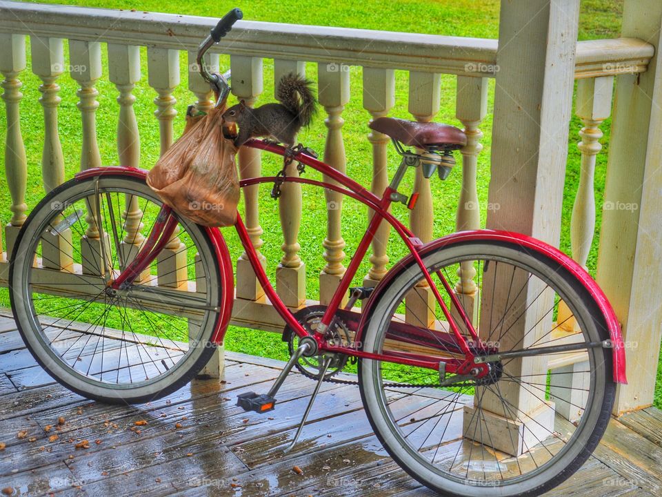 Squirrel on a bike