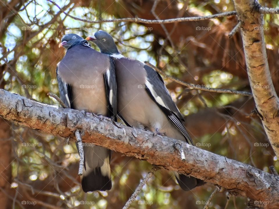 Sometimes pigeons make me smile