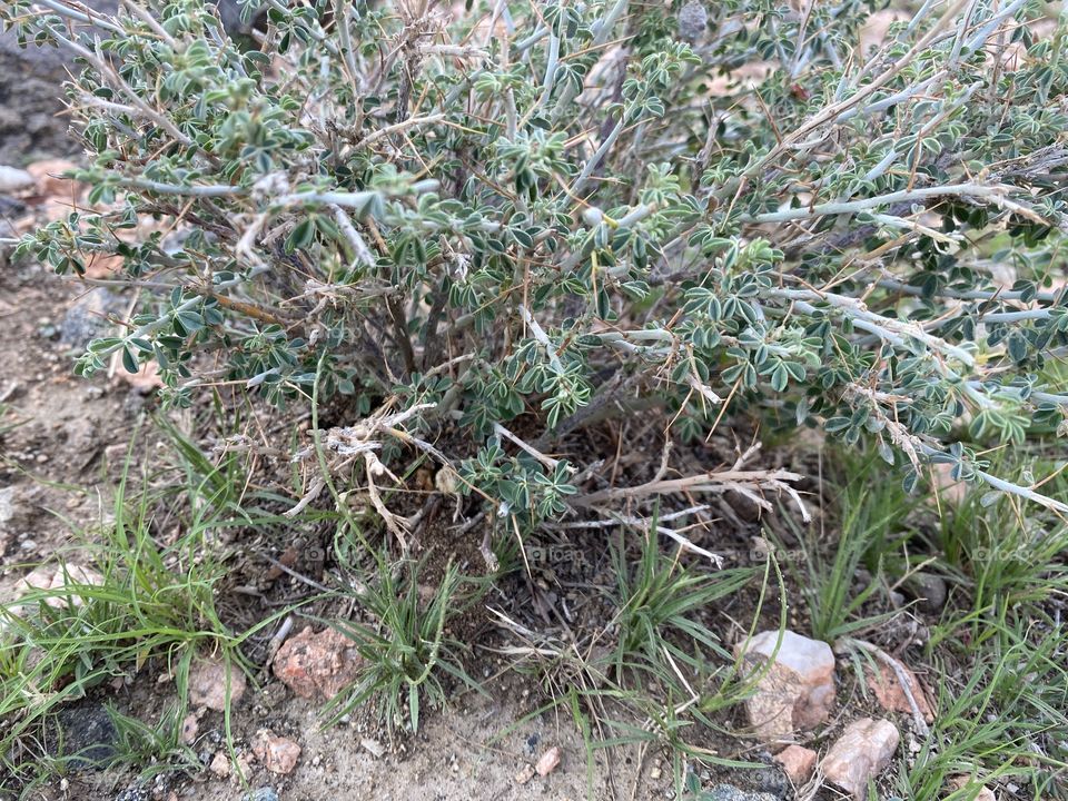 Taif mountains ⛰ rocks ,desert , amazing herbal 