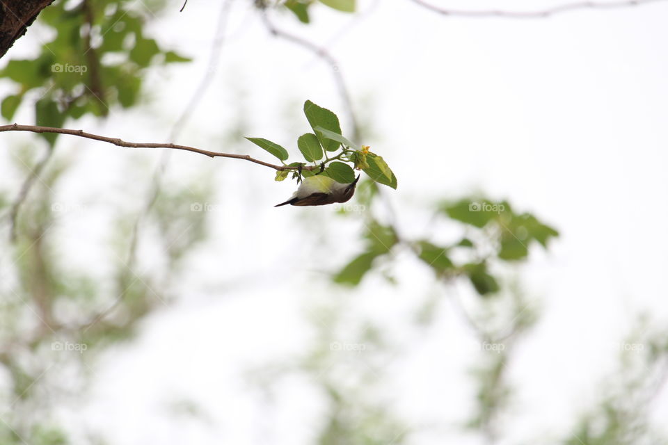 Purple rumped sunbird