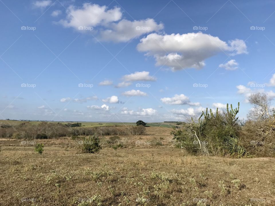 A sunny day on the farm.  You can see a large area with dry vegetation and cacti.