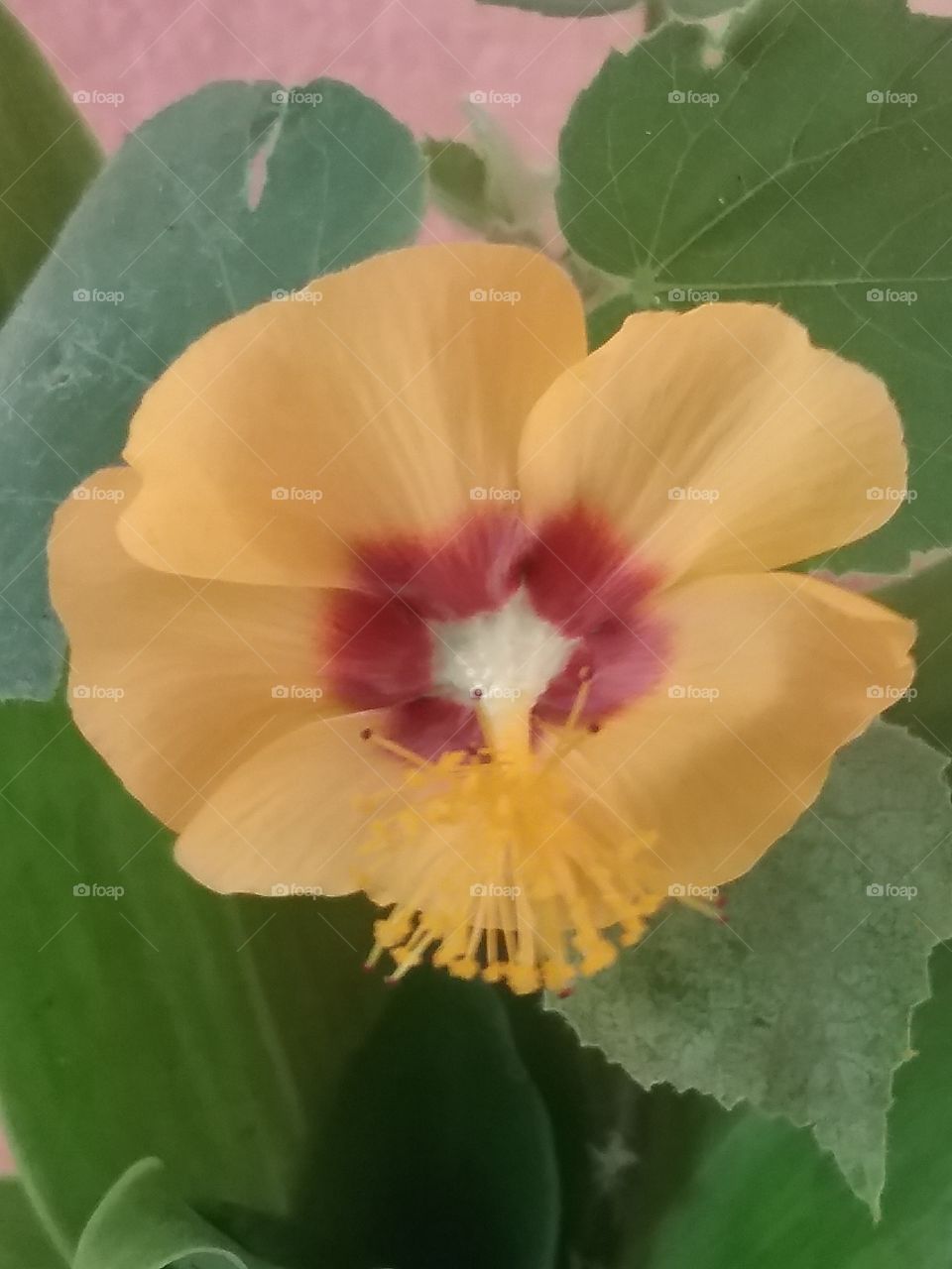 Flora, No Person, Nature, Flower, Leaf