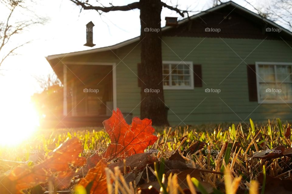 Porch side yard farm house in fall where I watch the birds from my kitchen window an orange leaf and grass glow in the evening sun