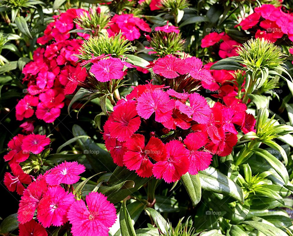 Bright pink flowers
