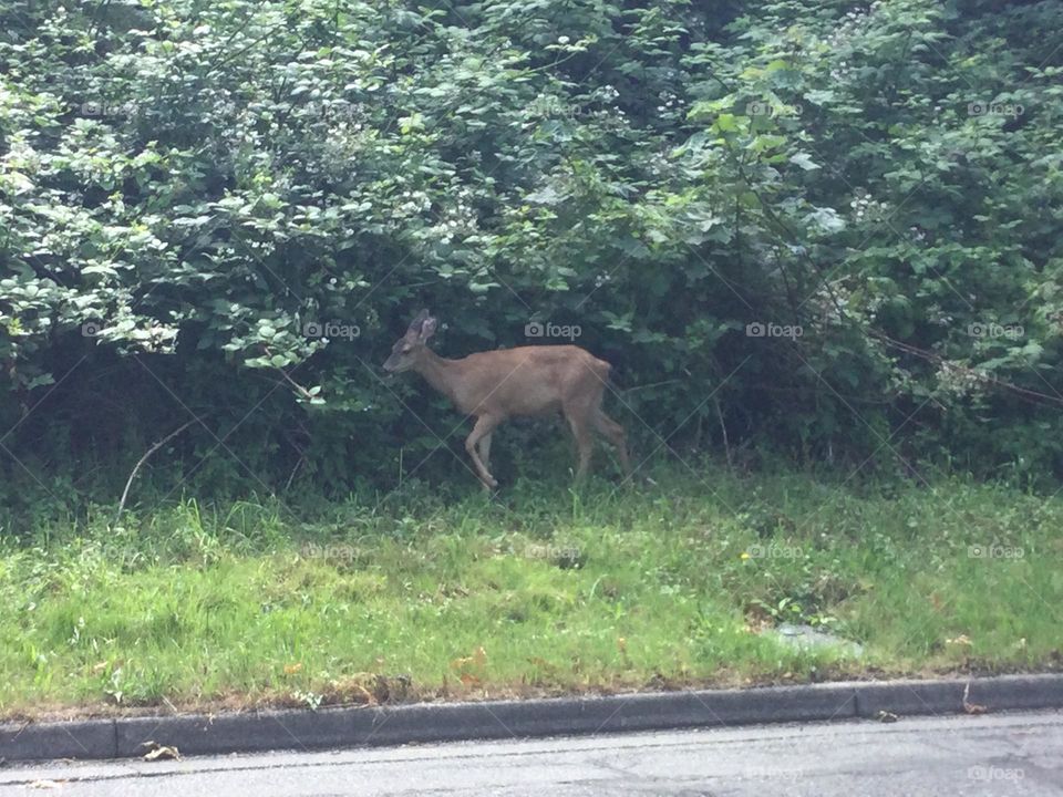 A Deer on the Side of the Road