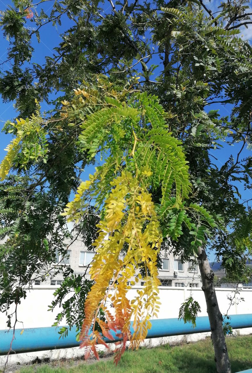 Autumn is already close. This is how nature decorates the leaves of trees.