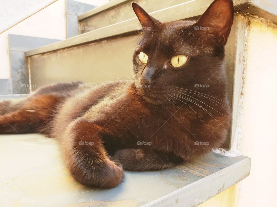Gato no Sol, observando. Cat in the Sun, watching