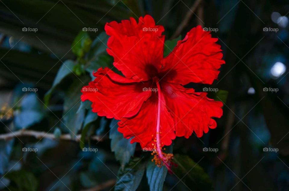 Red hibiscus