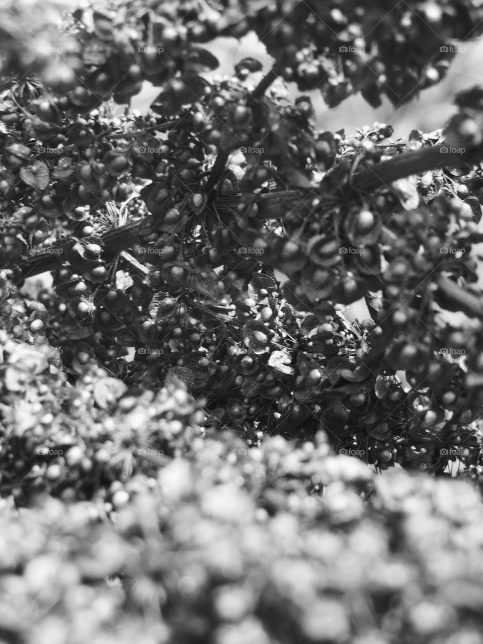 Wild plant in black and white