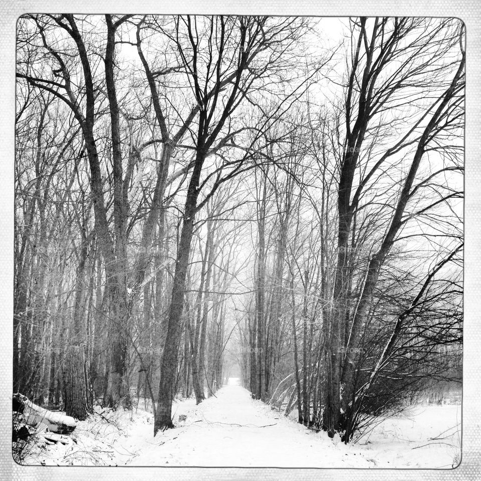 Silent walk in the snowy woods.