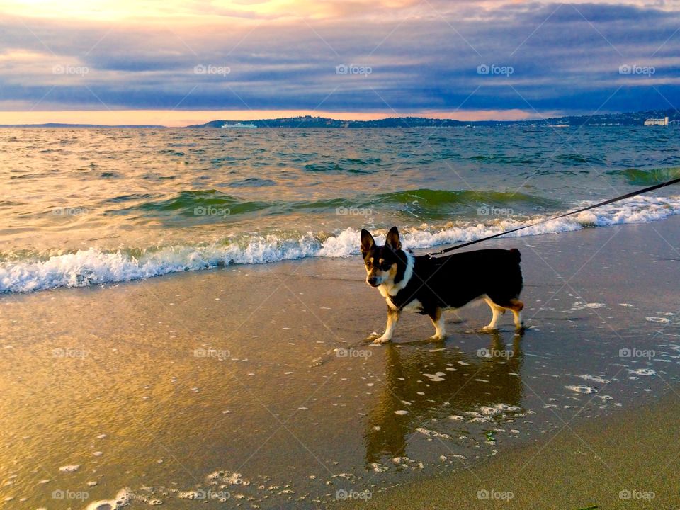 Dog standing near the water