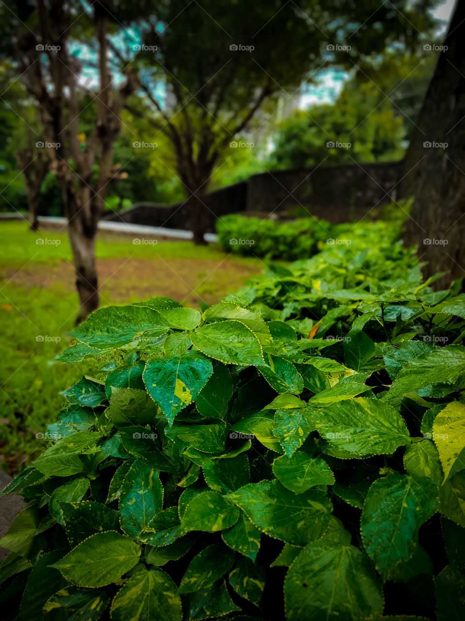 green grass please purchase the image