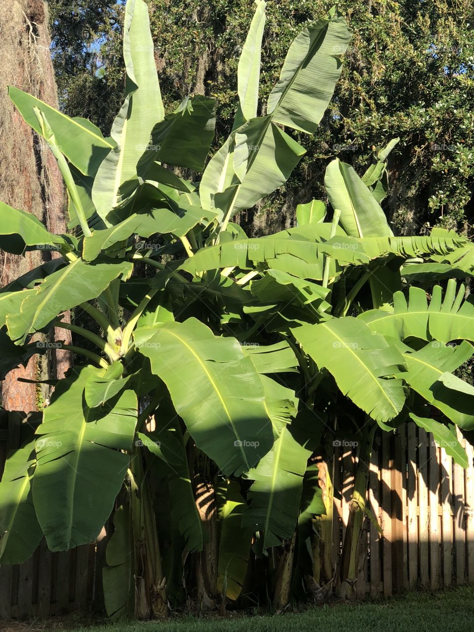 Banana leaves