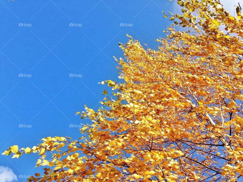 yellow leaves against the sky