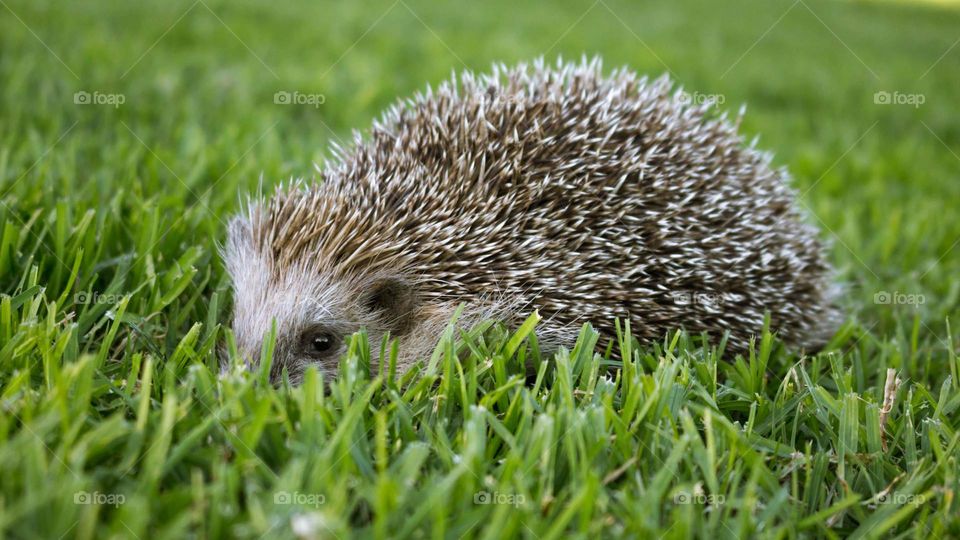 Hedgehog among the green lawn.