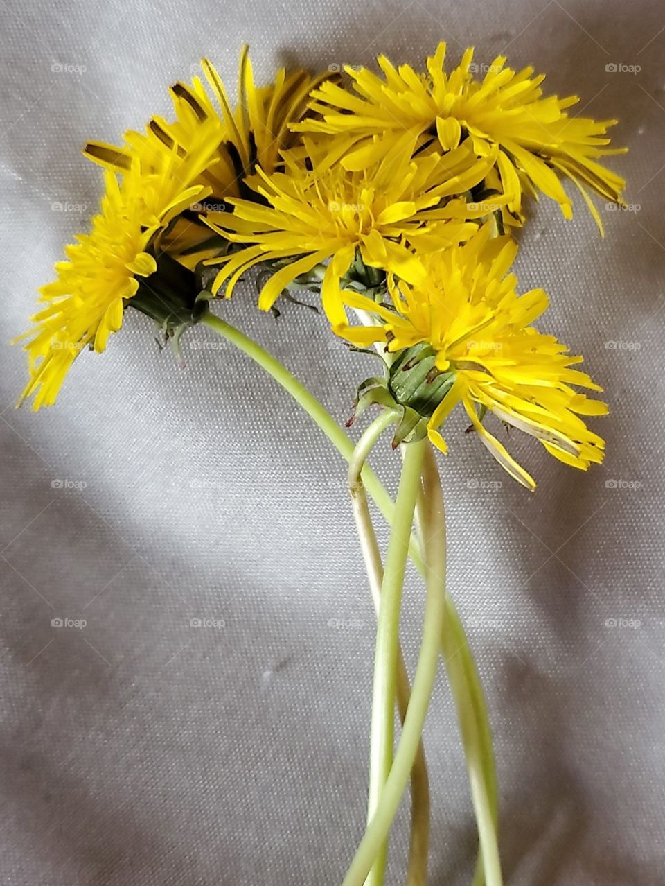 dandelions