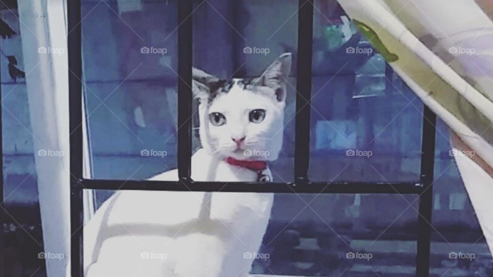 Cat at the window...