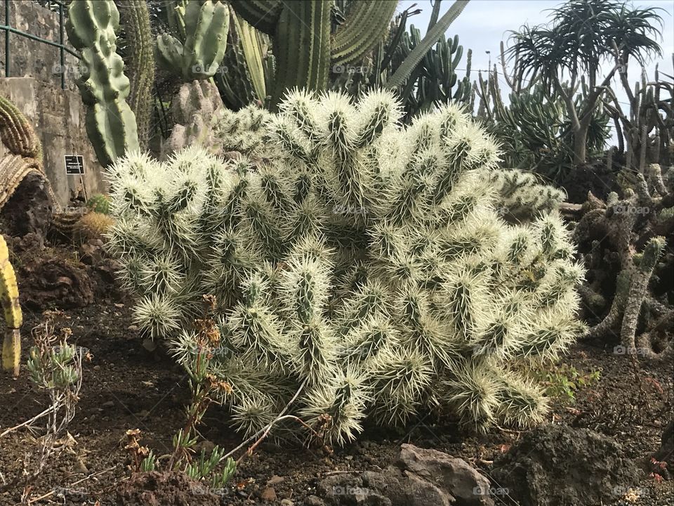 Jardim botânico Funchal 