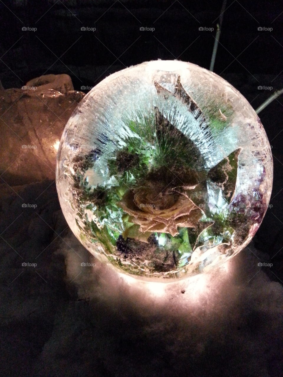 Ice globe botany