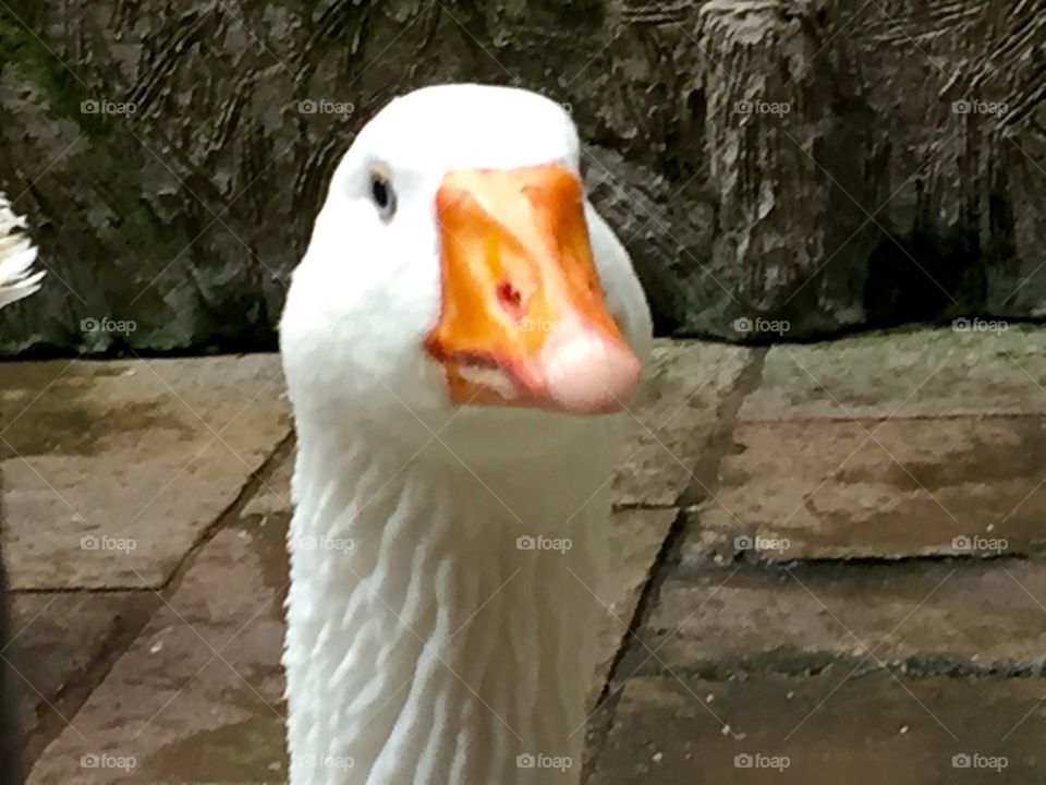Ducks head