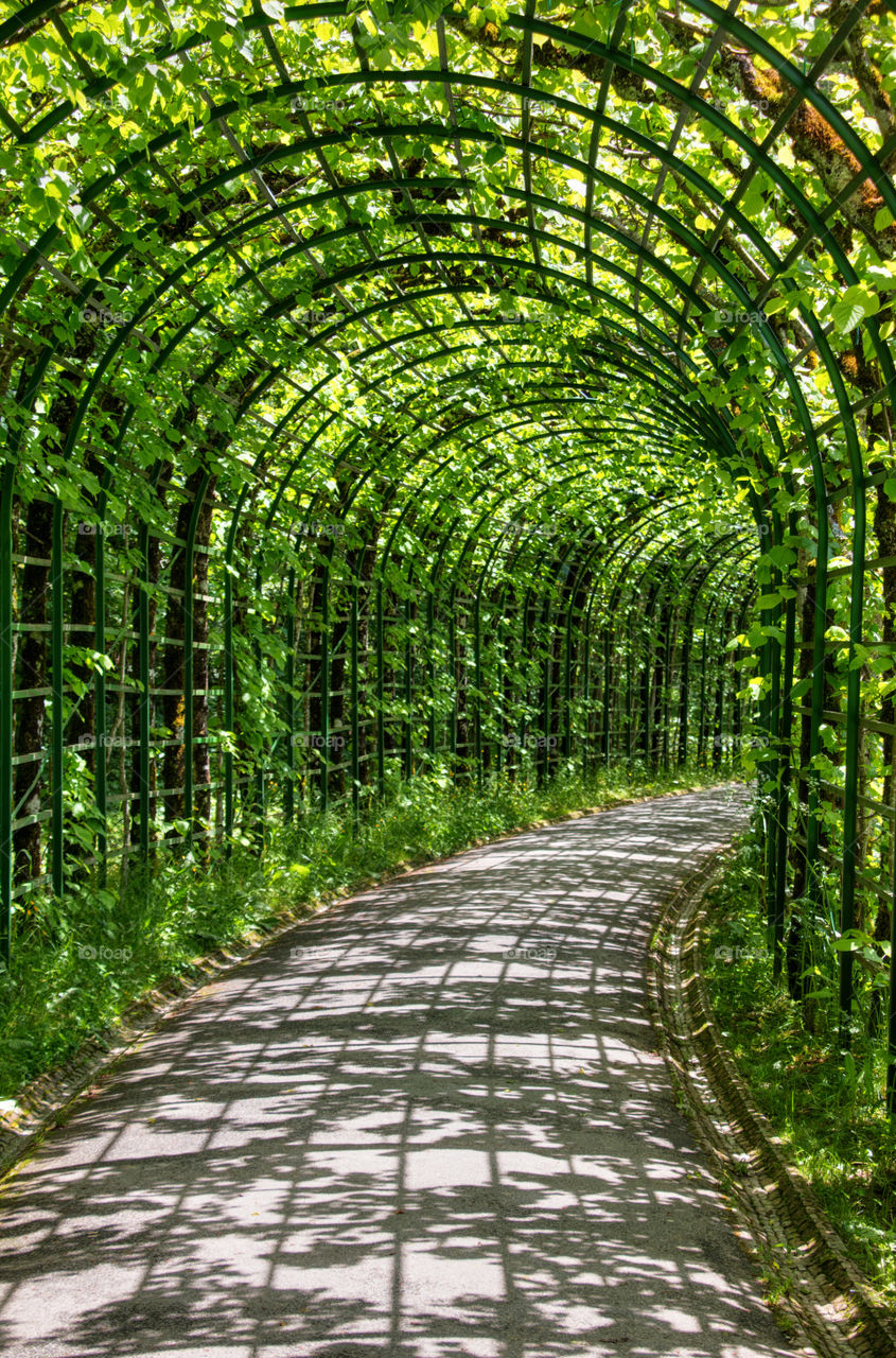 Beautiful green trellis