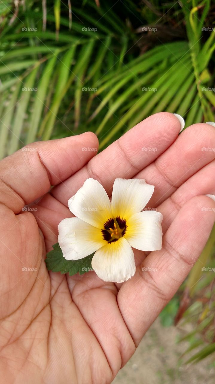 flower beautiful hand