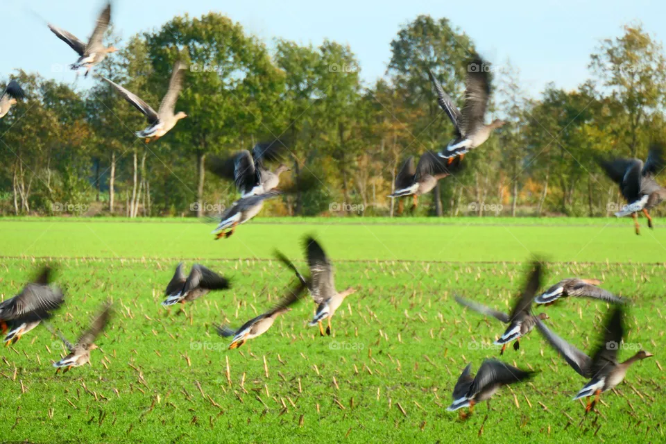 Wild gooses flying in the sky