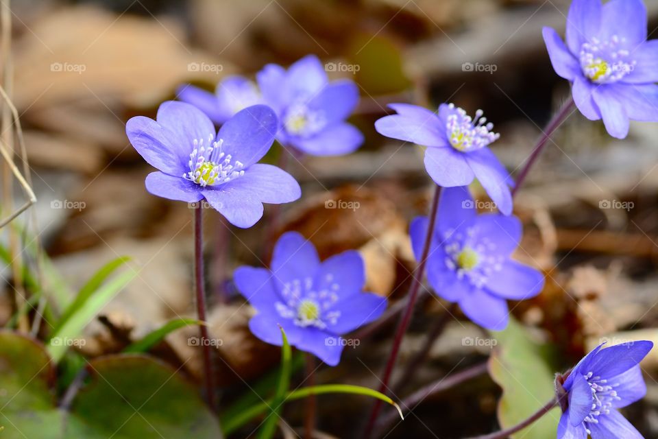 Blue anemone flower blooming in spring