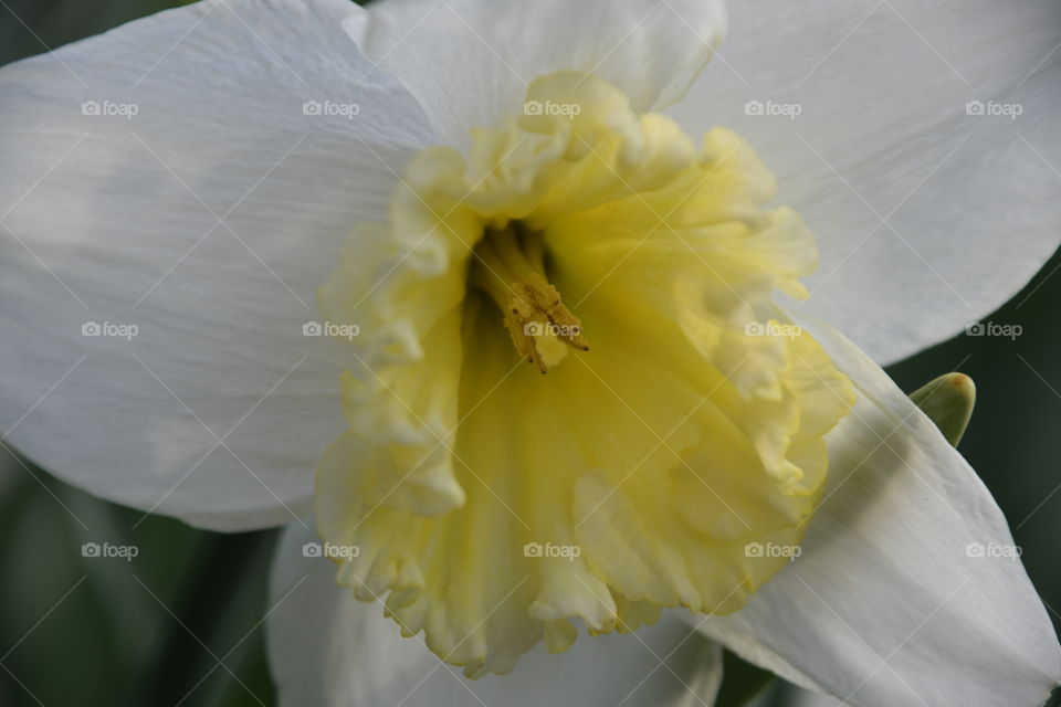 White and yellow daffodil close-up