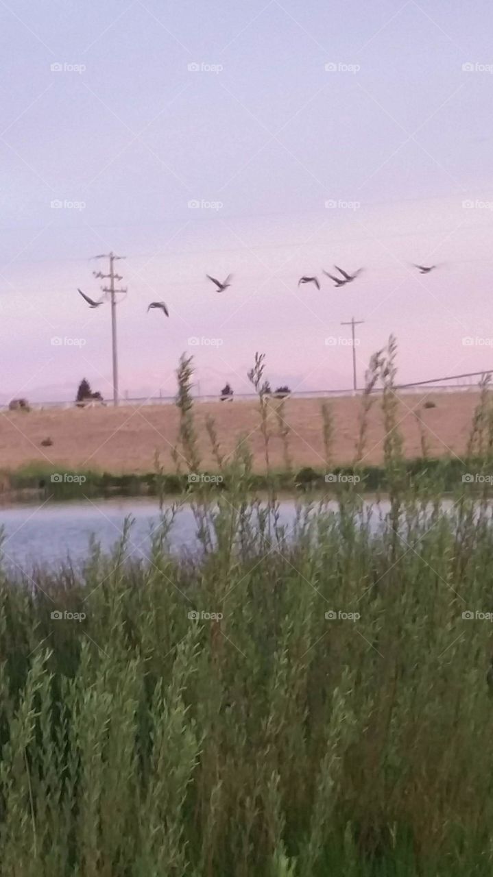 birds and pond.