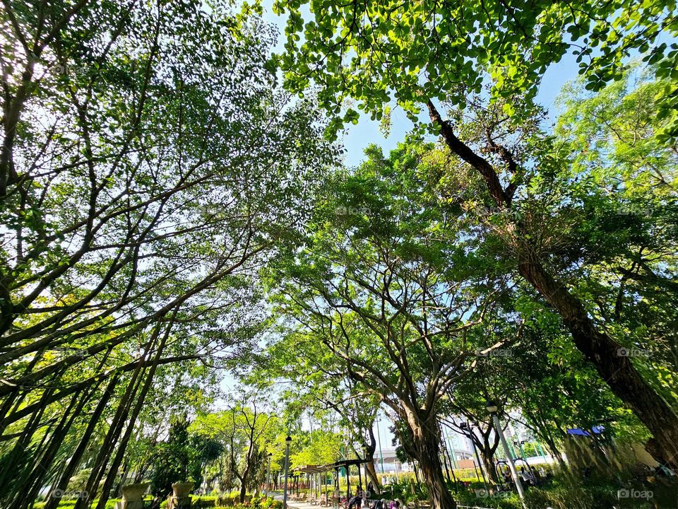 Urban plants various trees along the path